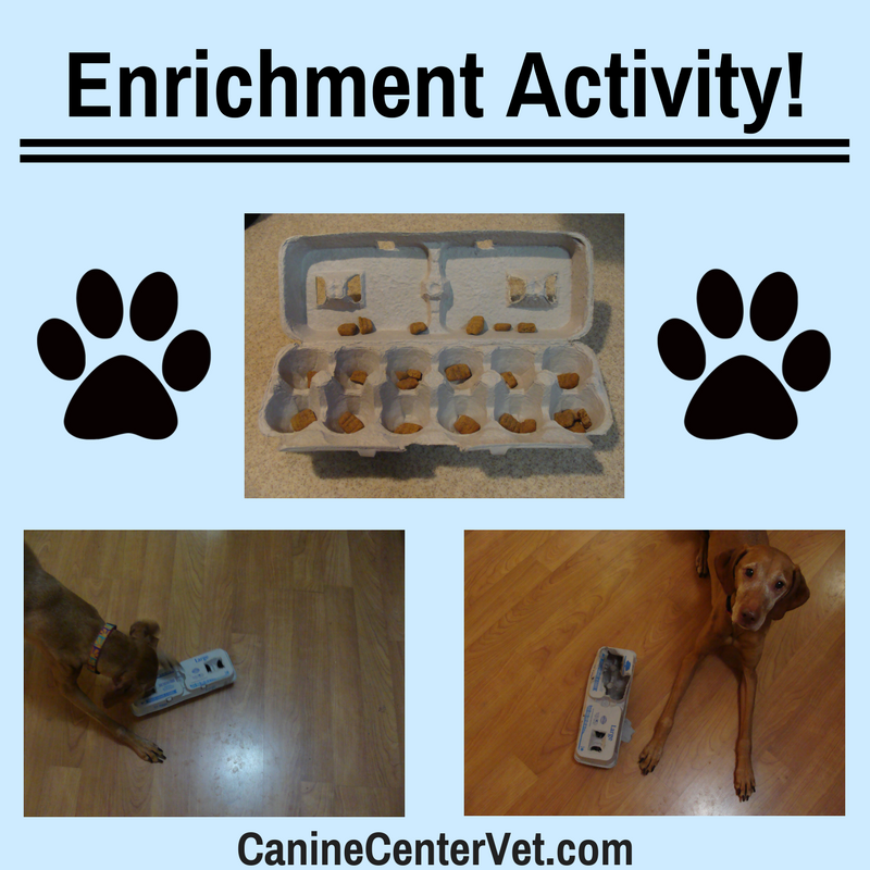 What Is Canine Enrichment? - Buy4PetsOnline